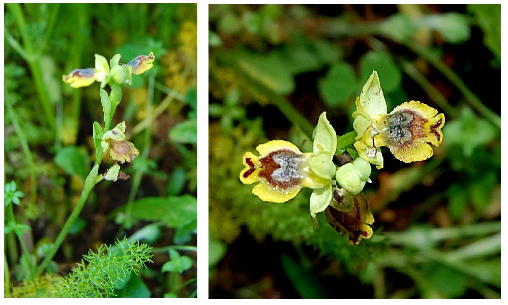 Ophrys sicula